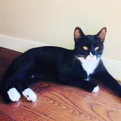 Lost Female Cat last seen Autumn Green , Calgary, AB T3M 0H4