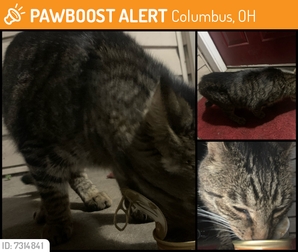 Found/Stray Male Cat in Columbus, OH 43119 (ID 7314841) PawBoost