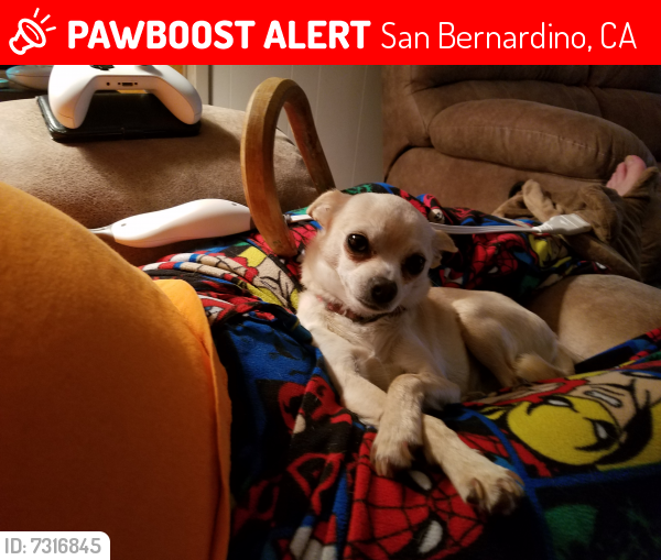 Lost Female Dog last seen 40th and David way, San Bernardino, CA 92404