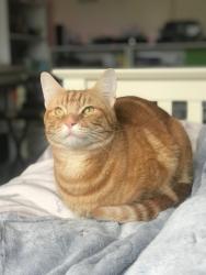 Lost Male Cat last seen Hever road field end , West Kingsdown, England TN15