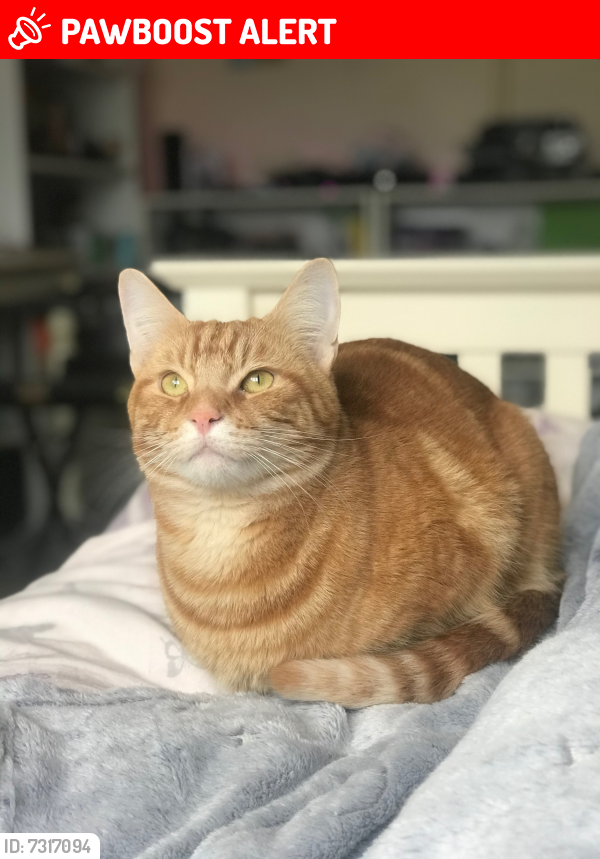 Lost Male Cat last seen Hever road field end, West Kingsdown, England TN15