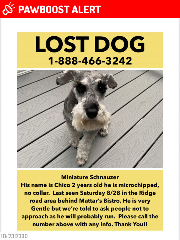 Lost Male Dog last seen Michael Drive, Hackettstown , Allamuchy Township, NJ 07840