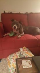 Lost Male Dog last seen Near a church, Sacramento, CA 95838