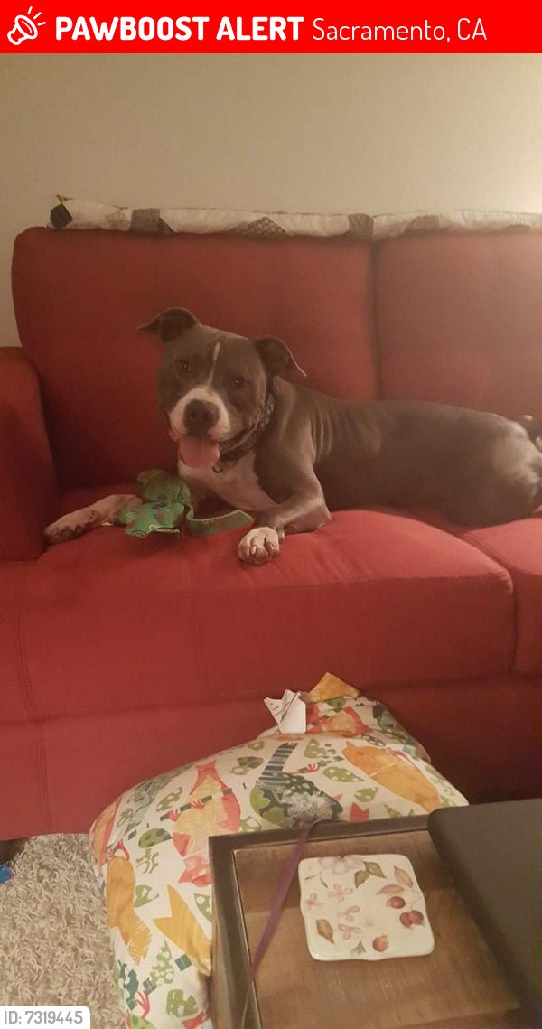 Lost Male Dog last seen Near a church, Sacramento, CA 95838