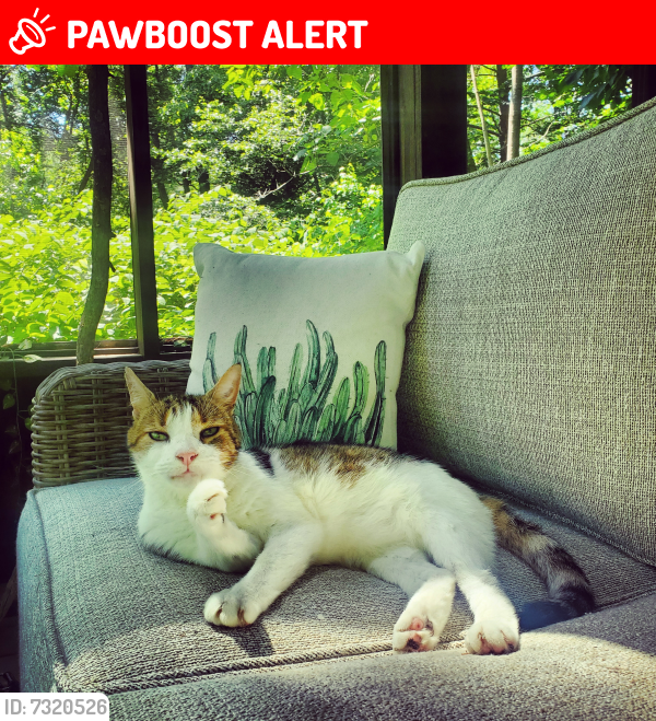 Lost Male Cat last seen Locust St and Hartford Rd, Mount Laurel Township, NJ 08054