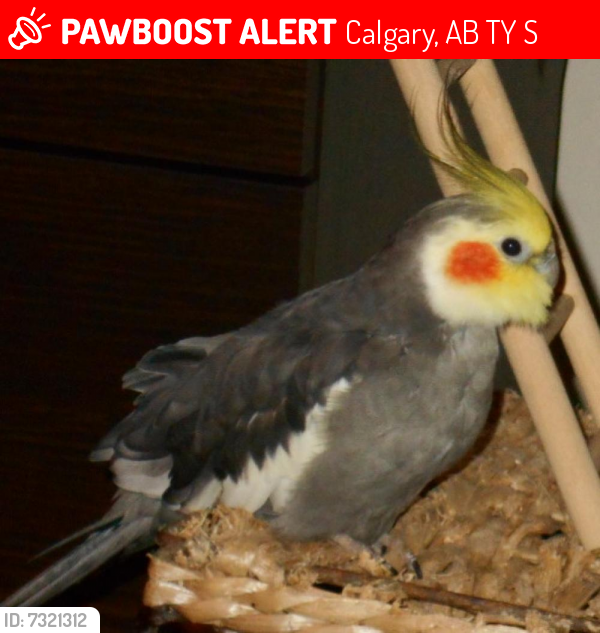 Lost Male Bird last seen Near ST 26Ave NE, Calgary, AB T1Y 6S1