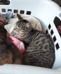 Reunited Female Cat last seen French Creek and Banbury Cross, Shingle Springs, CA 95682