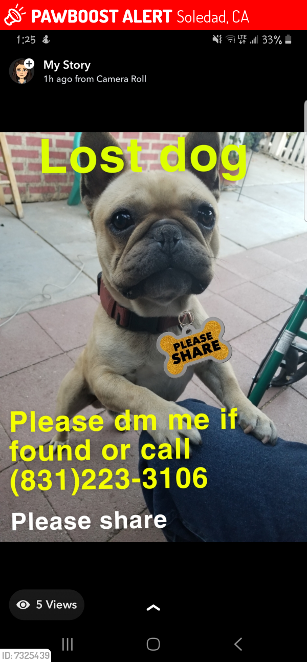 Lost Male Dog last seen Soledad Lasen , Soledad, CA 93960