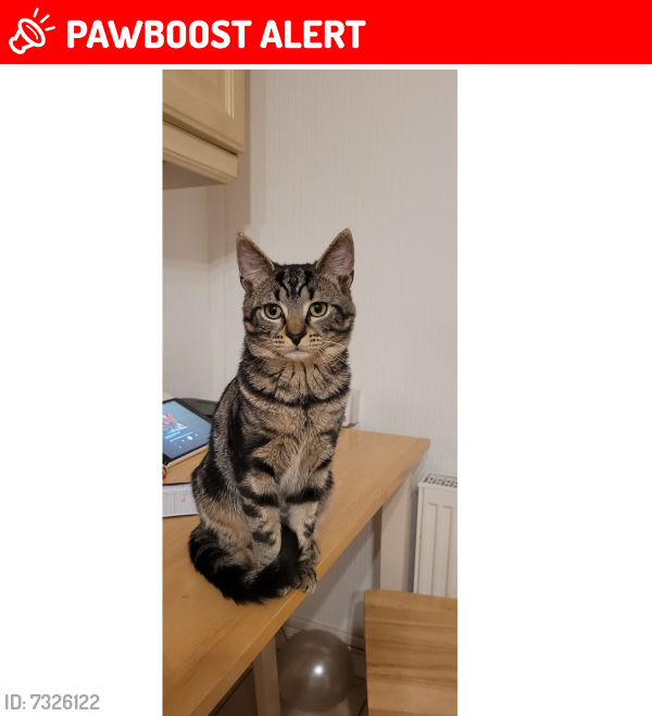 Lost Male Cat last seen Fillongley Road, maxstoke , Coleshill, England B46 2QU