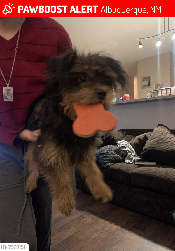 Lost Male Dog last seen Sage and 98th, Albuquerque, NM 87121