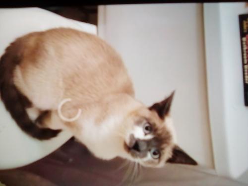 Lost Male Cat last seen Penn and college, Whittier, CA 90602