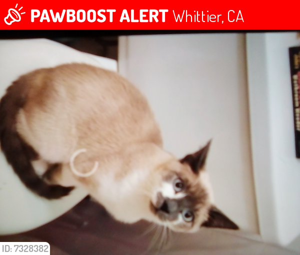 Lost Male Cat last seen Penn and college, Whittier, CA 90602