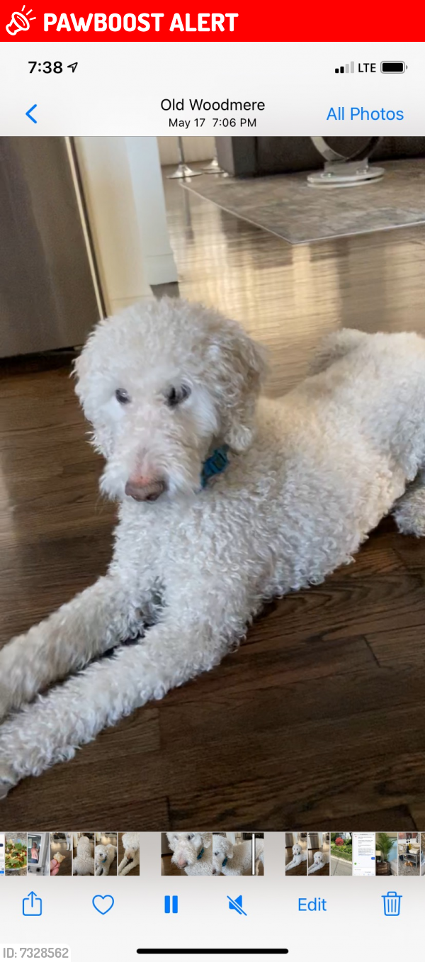 Lost Female Dog last seen Paper Ln, Middle Smithfield Township, PA 18302