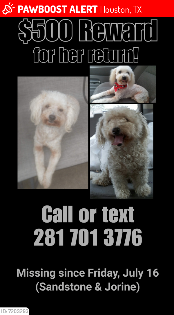 Lost Female Dog last seen Jorine and Sandstone, Houston, TX 77036