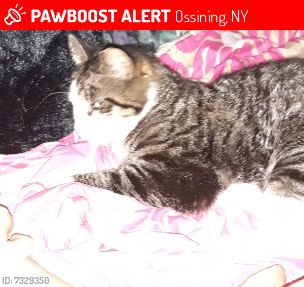 Lost Male Cat last seen Near Pugsly place , Ossining, NY 10562