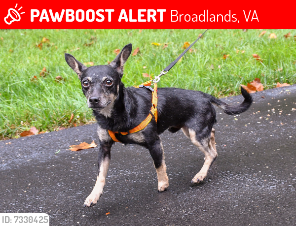 Lost Male Dog last seen Broadlands Blvd near Clyde's, Broadlands, VA 20148