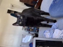 Reunited Male Cat last seen Parkview Ave, past Blvd of Allies, Pittsburgh, PA 15213