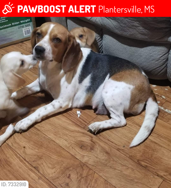 Lost Female Dog last seen Road 1199 and road 598, Plantersville, MS 38862