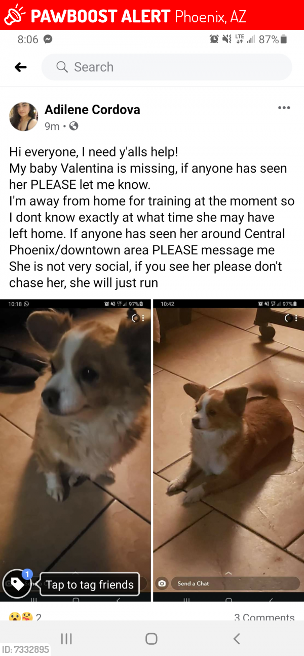 Lost Female Dog last seen 15th Ave and van buren, Phoenix, AZ 85007