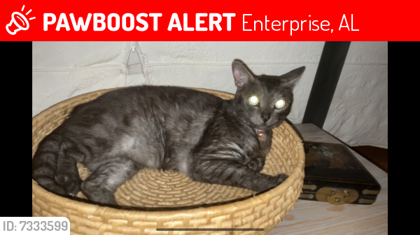 Lost Female Cat last seen Timberlake & Red Cliff, Enterprise, AL 36330