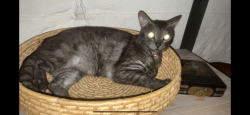 Lost Female Cat last seen Timberlake & Red Cliff, Enterprise, AL 36330