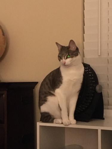 Lost Female Cat last seen Willow Creek Neighborhood78th and 152nd off Cathcart Road, Snohomish, WA 98296