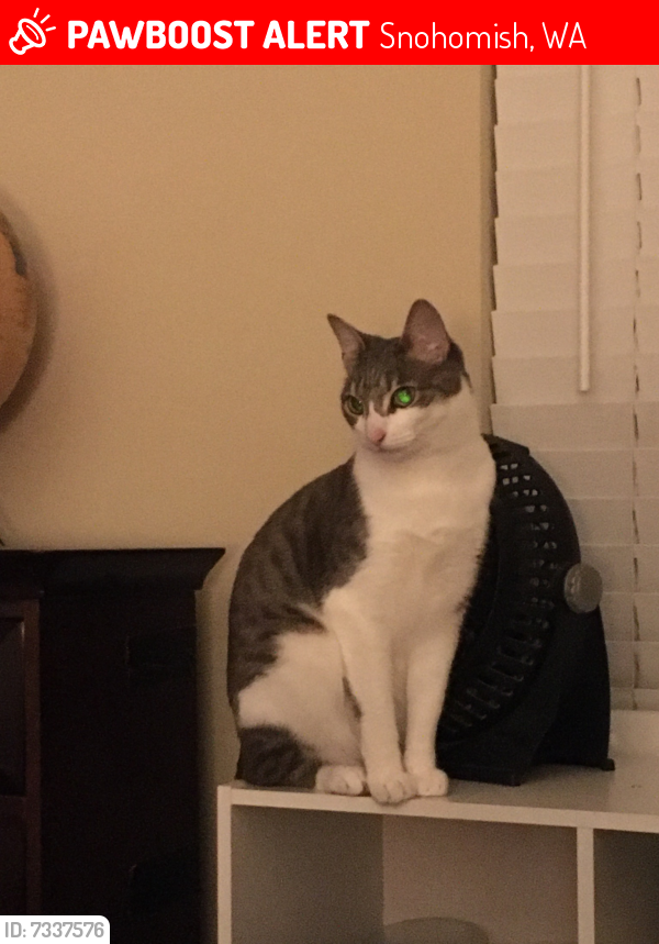 Lost Female Cat last seen Willow Creek Neighborhood78th and 152nd off Cathcart Road, Snohomish, WA 98296