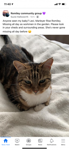 Lost Female Cat last seen Overdale Road / Beacon Road, Romiley, England SK6 3JE