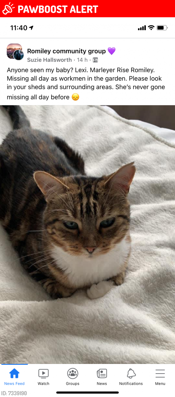 Lost Female Cat last seen Overdale Road / Beacon Road, Romiley, England SK6 3JE