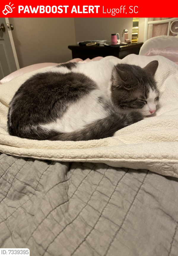 Lost Female Cat last seen Quail Hollow neighborhood off of Lachicotte Rd , Lugoff, SC 29078