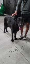 Reunited Male Dog last seen Garvey and Chico, South El Monte, CA 91733