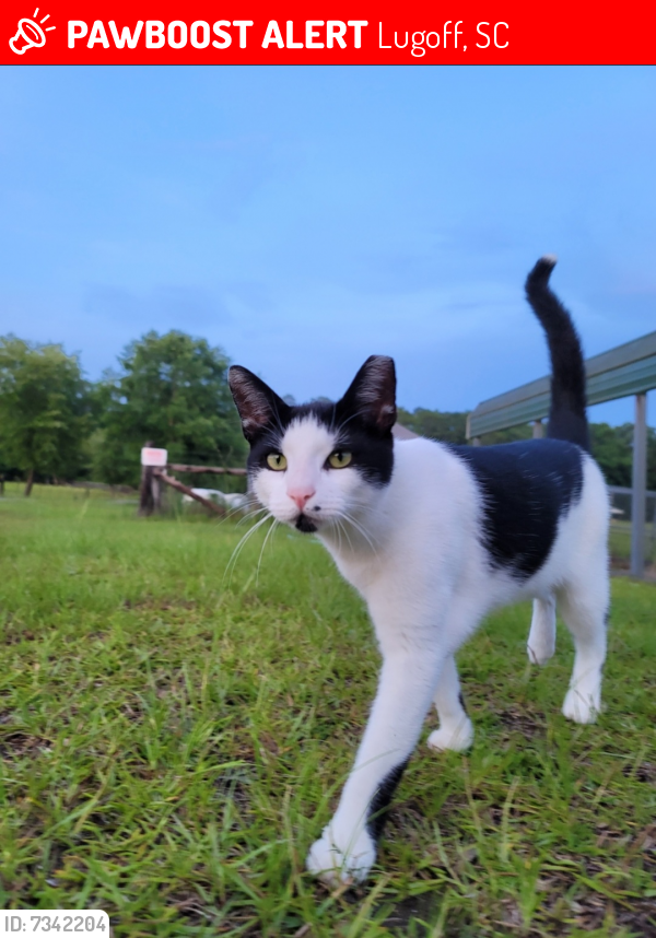 Lost Male Cat last seen Rabon Road / Collie Branham road, Lugoff, SC 29078