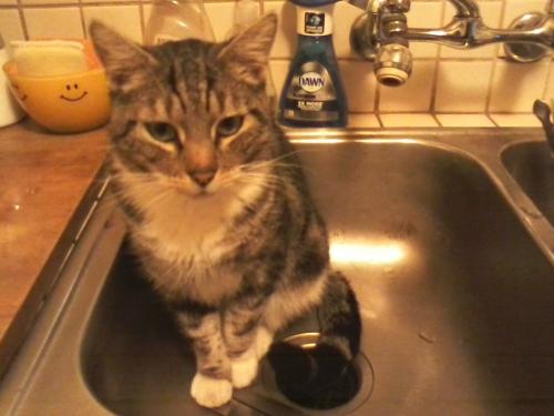 Lost Male Cat last seen S.E. Kelly St. and 38th, Portland, OR 97202