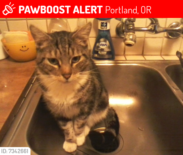 Lost Male Cat last seen S.E. Kelly St. and 38th, Portland, OR 97202