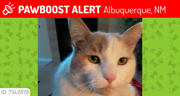 Deceased Male Cat last seen Shooting Star & Full Moon, Albuquerque, NM 87114