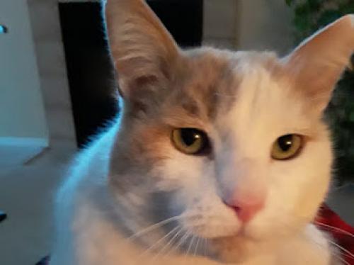 Lost Male Cat last seen Shooting Star & Full Moon, Albuquerque, NM 87114