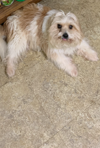 Lost Male Dog last seen Biohacker Court Fairfax, VA 22031, Fairfax, VA 22032