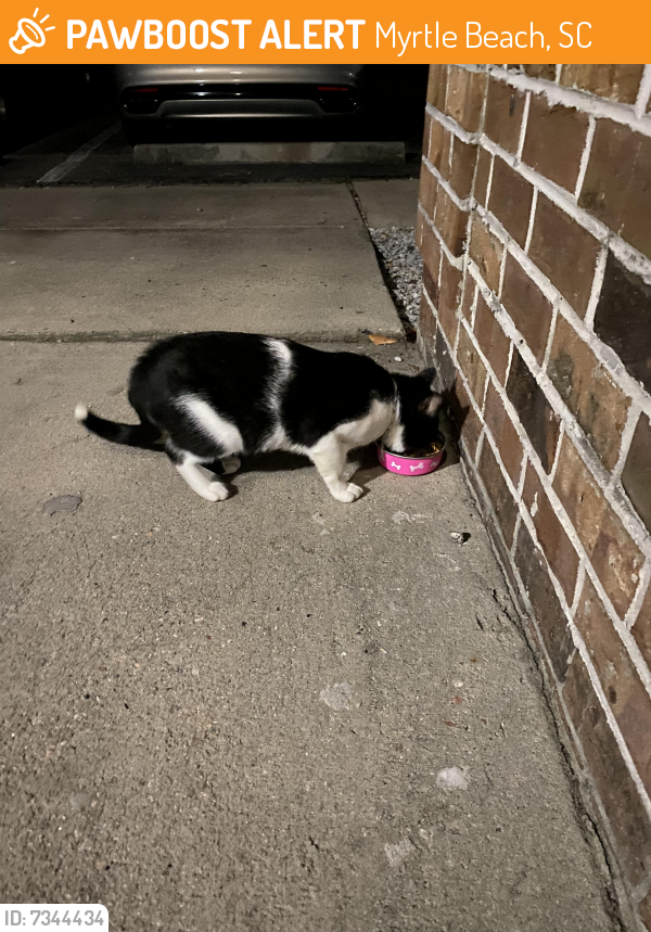 Found/Stray Unknown Cat last seen The Cloisters at 67th, Myrtle Beach, SC 29572