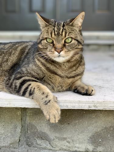 Lost Male Cat last seen Bathurst St. & St. John’s Sideroad, Aurora, Ontario , Aurora, ON L4G 7T4