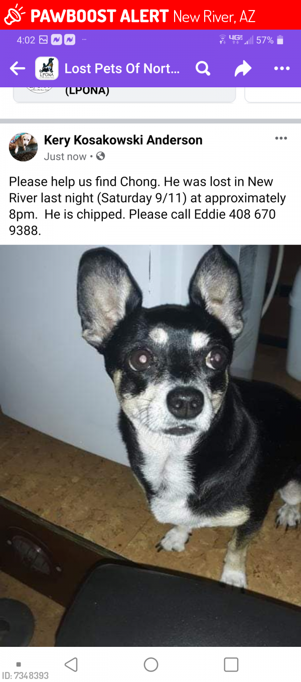 Lost Male Dog last seen Behind. Daisy Mountain fire dept #141, New River, AZ 85087