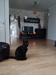 Lost Male Cat last seen Rosebery Avenue, Gloucestershire, England GL1