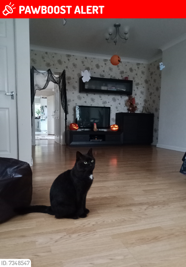 Lost Male Cat last seen Rosebery Avenue, Gloucestershire, England GL1