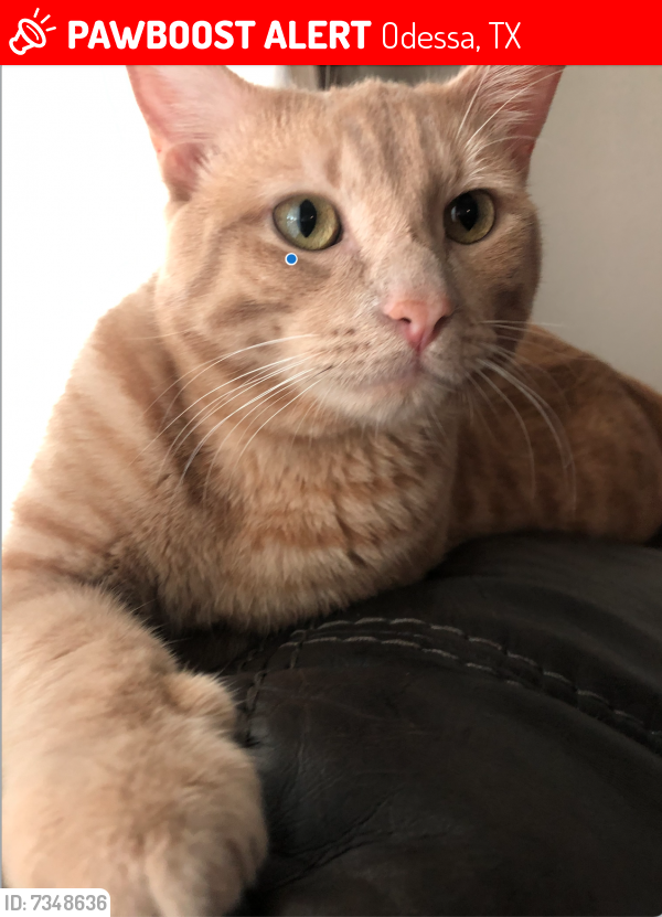 Lost Male Cat last seen Evans Blvd and 87th St, Odessa, TX 79762