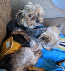 Reunited Female Dog last seen fishtrap Easley bridge rd, Pickens County, SC 29611