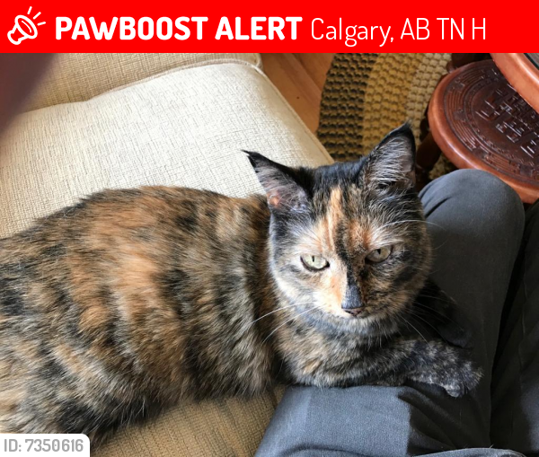 Lost Female Cat last seen 14th st , Calgary, AB T2N 1H1
