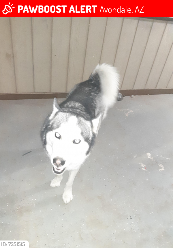 Lost Male Dog last seen Central west Holly ln, Avondale, AZ 85323