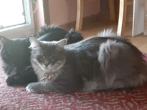 Lost Male Cat last seen High & Moffat in Old Town, Erie, CO 80516