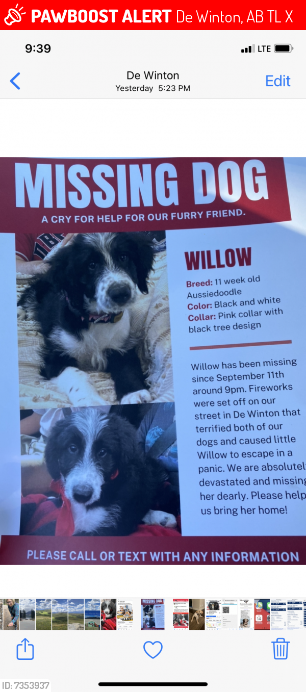 Lost Female Dog last seen MacLeod Trail, De Winton, AB T0L 0X0