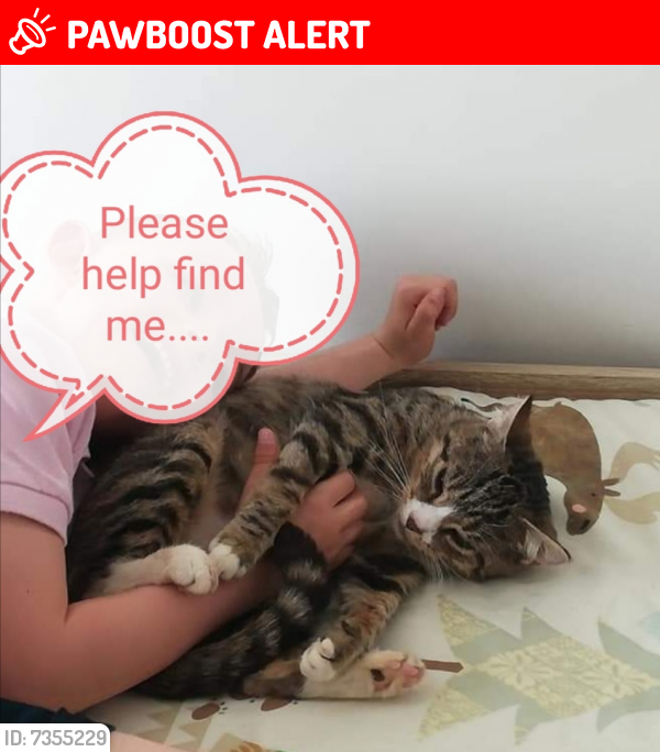 Lost Female Cat last seen Cramlington , Northumberland, England NE23 3HR