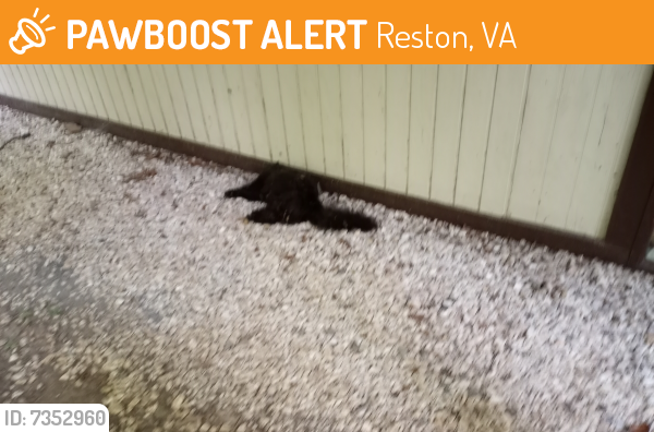 Found/Stray Unknown Cat last seen Off Lawyers Rd, Reston, VA 20190